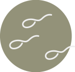 semen analysis, sperm freezing, and sperm quality
